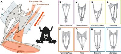 Fossils Reveal Long-Term Continuous and Parallel Innovation in the Sacro-Caudo-Pelvic Complex of the Highly Aquatic Pipid Frogs